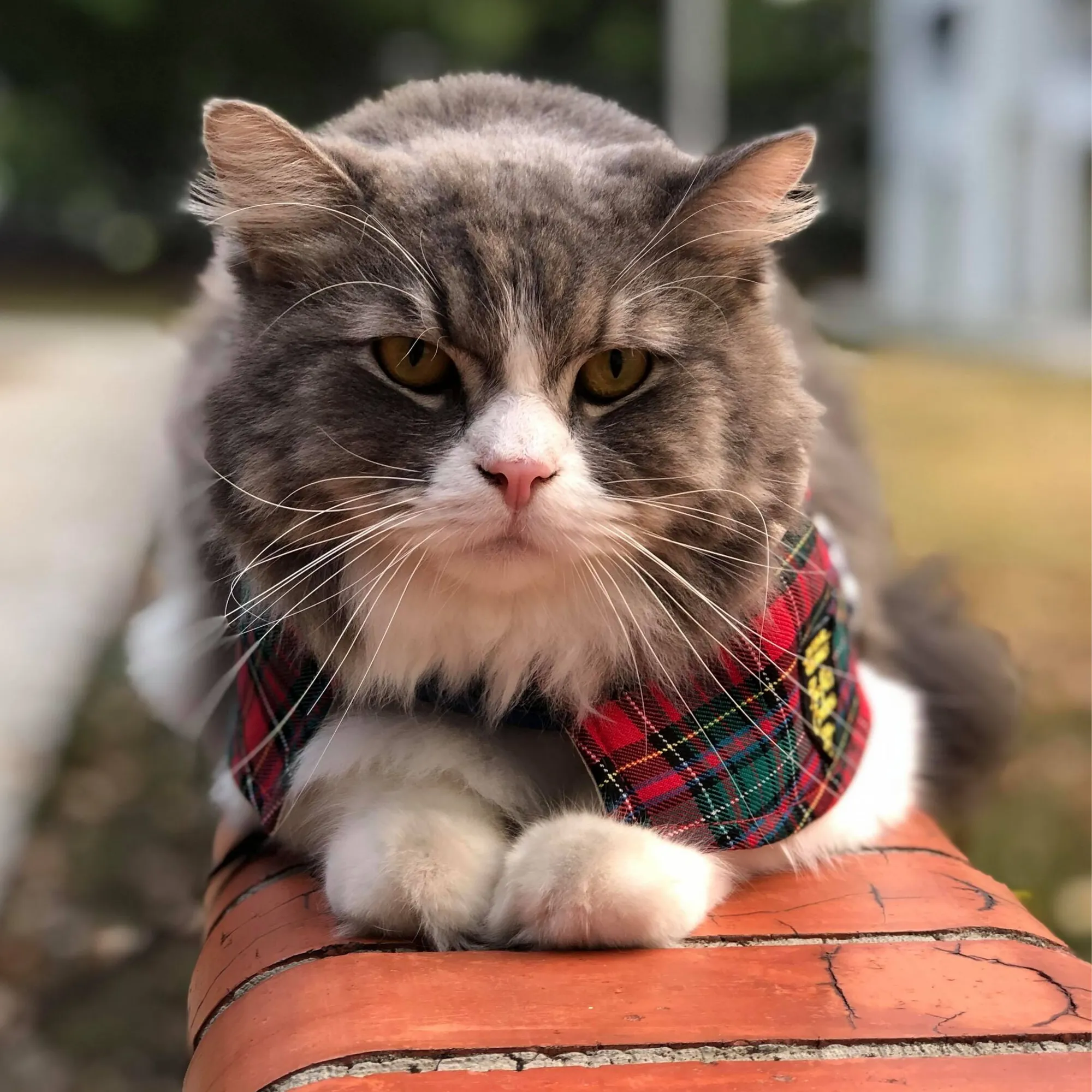 Cream Collar with Red/Green Tartan Print