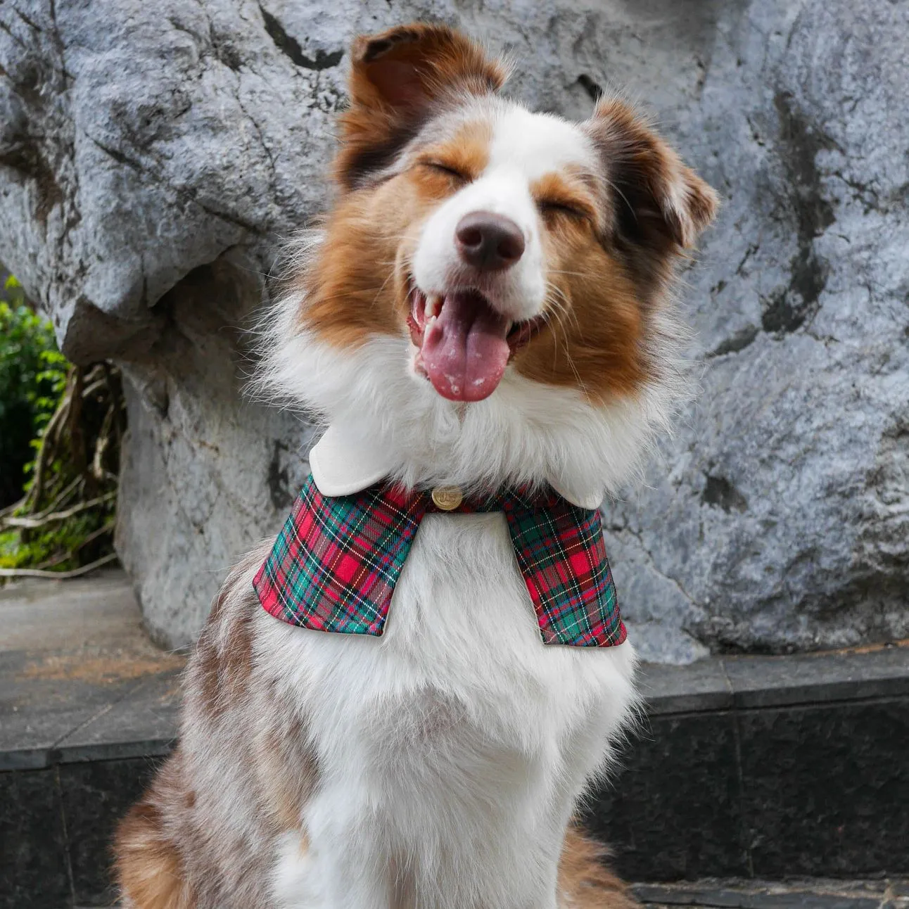 Cream Collar with Red/Green Tartan Print